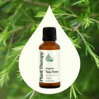 Thumbnail for Plant Therapy Organic Tea Tree Oil (Melaleuca) 100% Pure, USDA Certified Organic, Undiluted, Natural Aromatherapy, Therapeutic Grade 30 mL (1 oz)