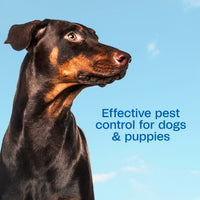 Thumbnail for ADAMS Plus Flea & Tick Foaming Shampoo & Wash for Dogs & Puppies, Flea Shampoo to Treat Flea Infestations, Kills Ticks, Fleas, Flea Eggs & Lice, Cleans and Conditions Coat, 10 Ounces