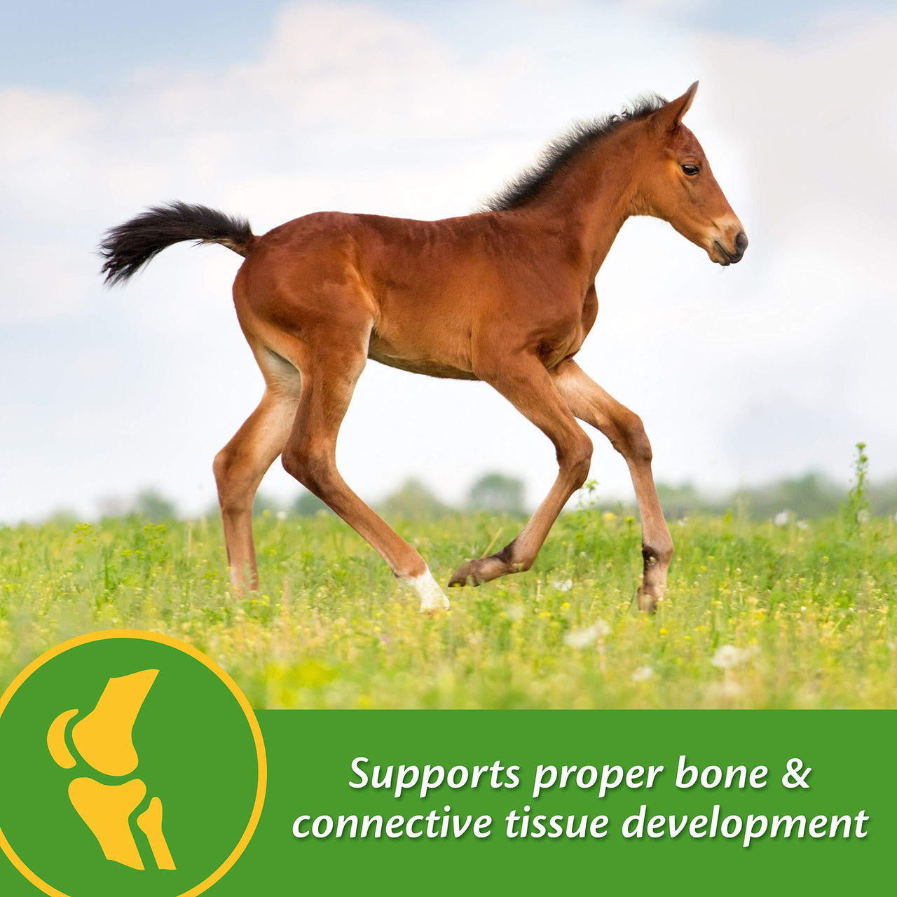 Farnam Grow Colt Supplement for Growth & Development, Supports Normal, consistent Growth in First Years of foal's Life, 3.75 lbs., 30 Day Supply