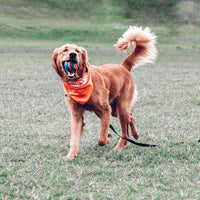 Thumbnail for Chuckit Ultra Squeaker Ball Natural Rubber Dog Toy Medium 2.5