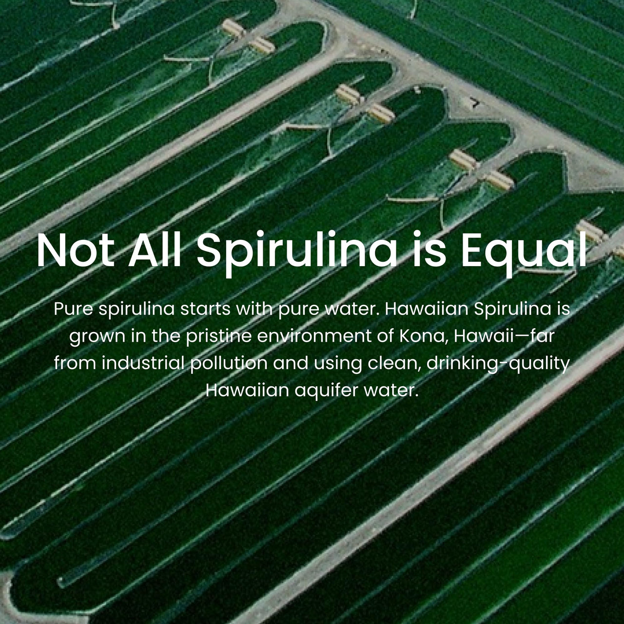 Nutrex Hawaii Pure Hawaiian Spirulina Powder - Vegan Superfood, Farm Grown in Kona, Non-GMO, Immune Support & Cellular Energy, 5 Oz