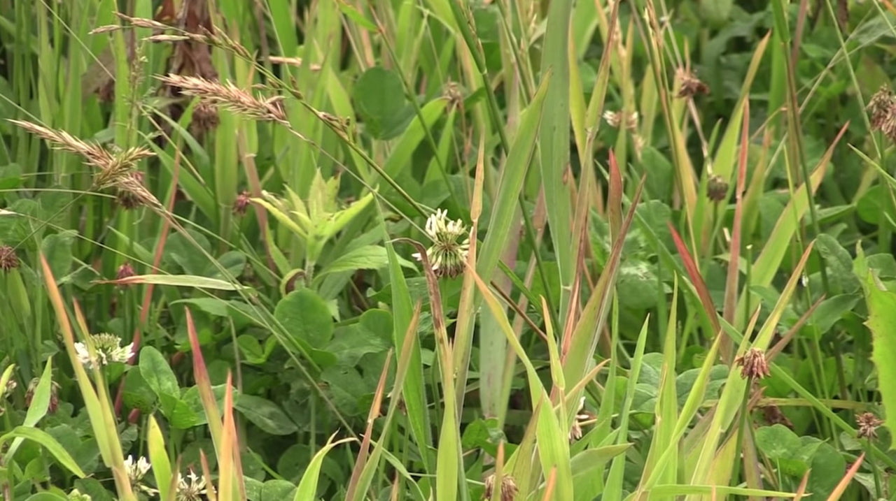 Whitetail Institute Arrest Max Selective Grass Control Herbicide Specifically Developed for Deer Food Plots, 1 Pint