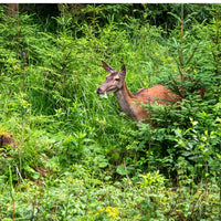 Thumbnail for Epic REPELLENTS Deer Scram All Natural Granular Repellent - All-Natural, Animal, People and Pet Safe Granule (6 lb Bag)