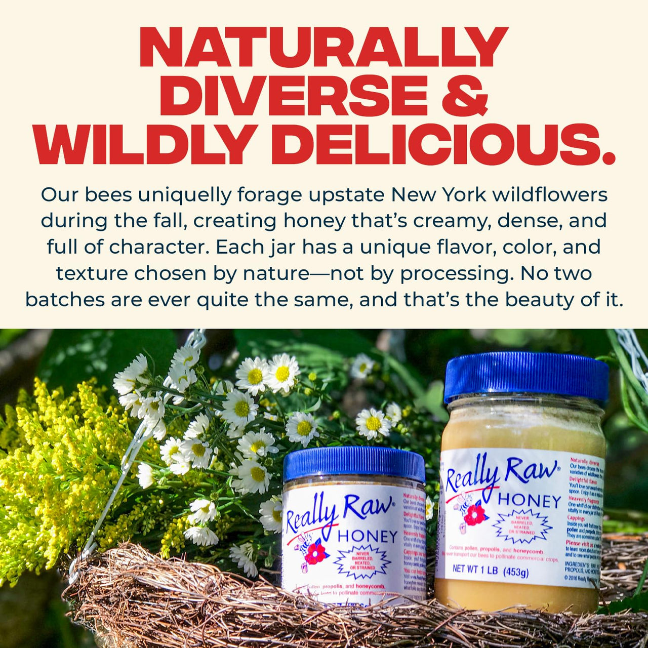 Really Raw Honey, Straight from the Hive, Never Heated or Filtered, Harvested from Small USA Family Farms, Smooth and Dense (5 Pound)