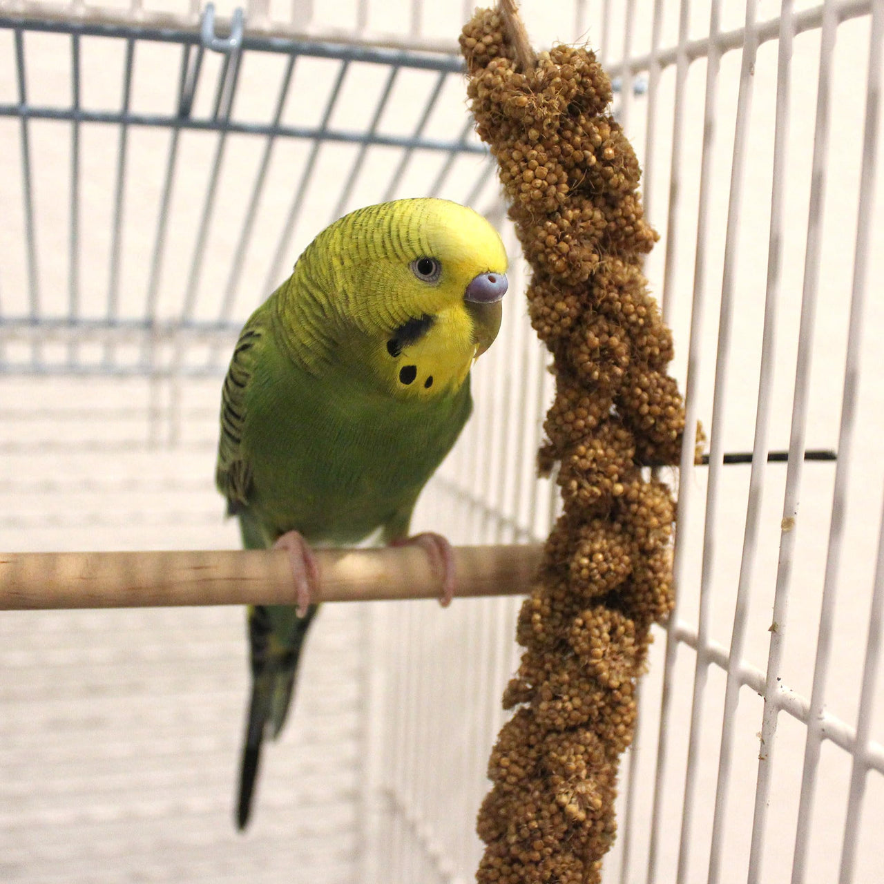 Sun Seed Company Millet Spray 4oz