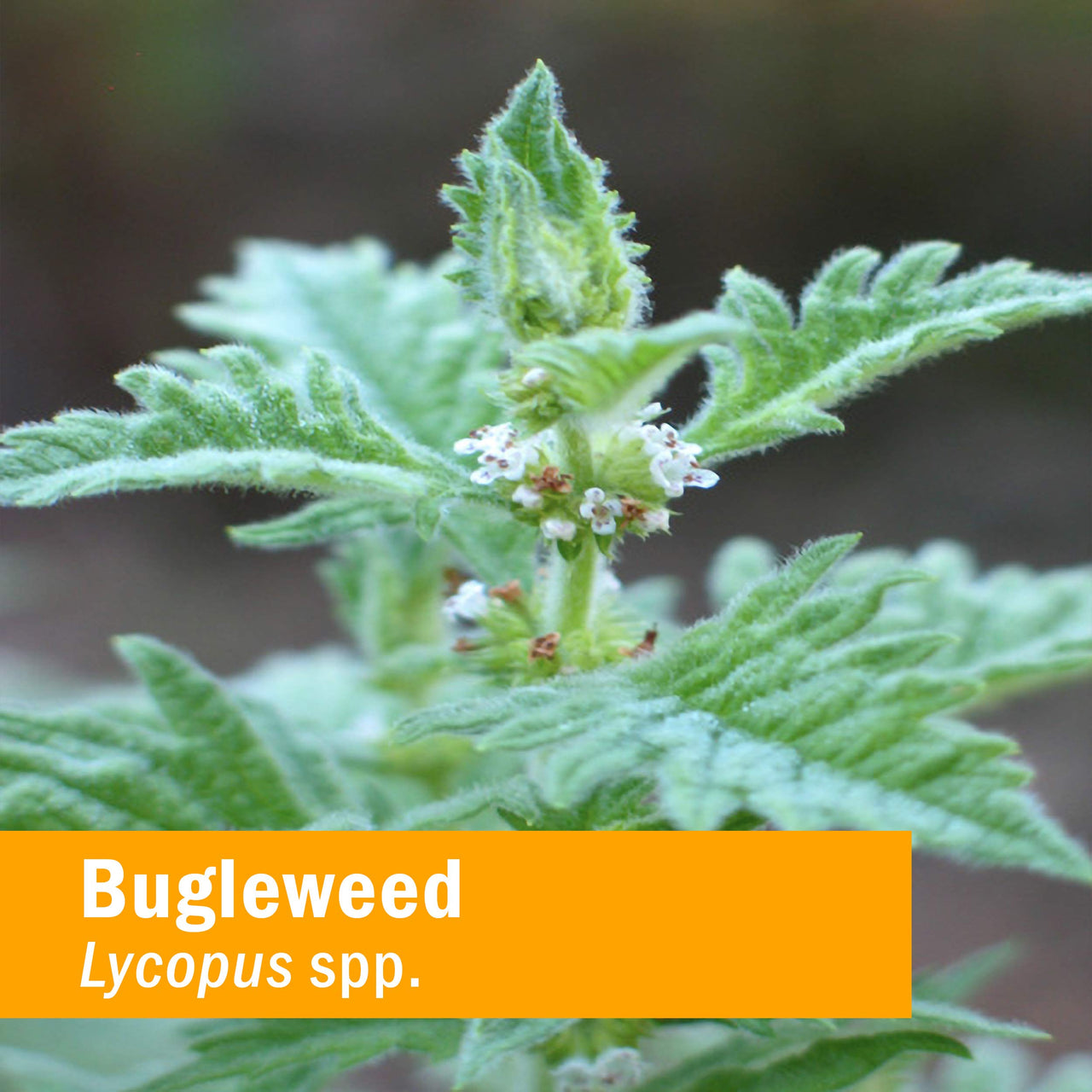 Herb Pharm Bugleweed Extract for Endocrine System Support - 1 Ounce