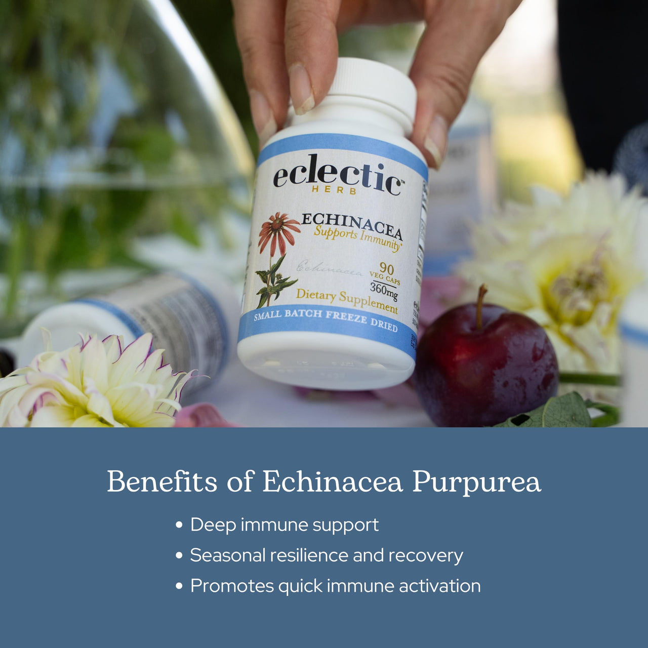 Eclectic Institute Raw Fresh Freeze-Dried Non-GMO Echinacea Purpurea Root | Immune Support | 90 CT (360 mg)