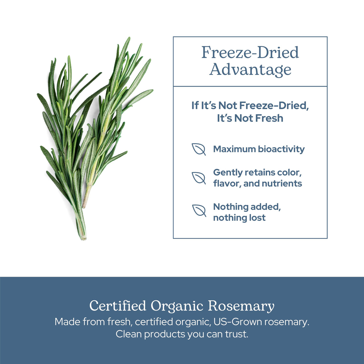 Eclectic Herb - Rosemary Capsules | Cognitive Support, Memory & Brain Health | Mood Support | Herbal Supplement | Vegan, Non-GMO, Gluten Free, Freeze-Dried (90 CT | 300 mg)