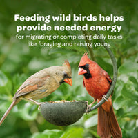 Thumbnail for Kaytee Wild Bird Finch Food Blend, 3 lb