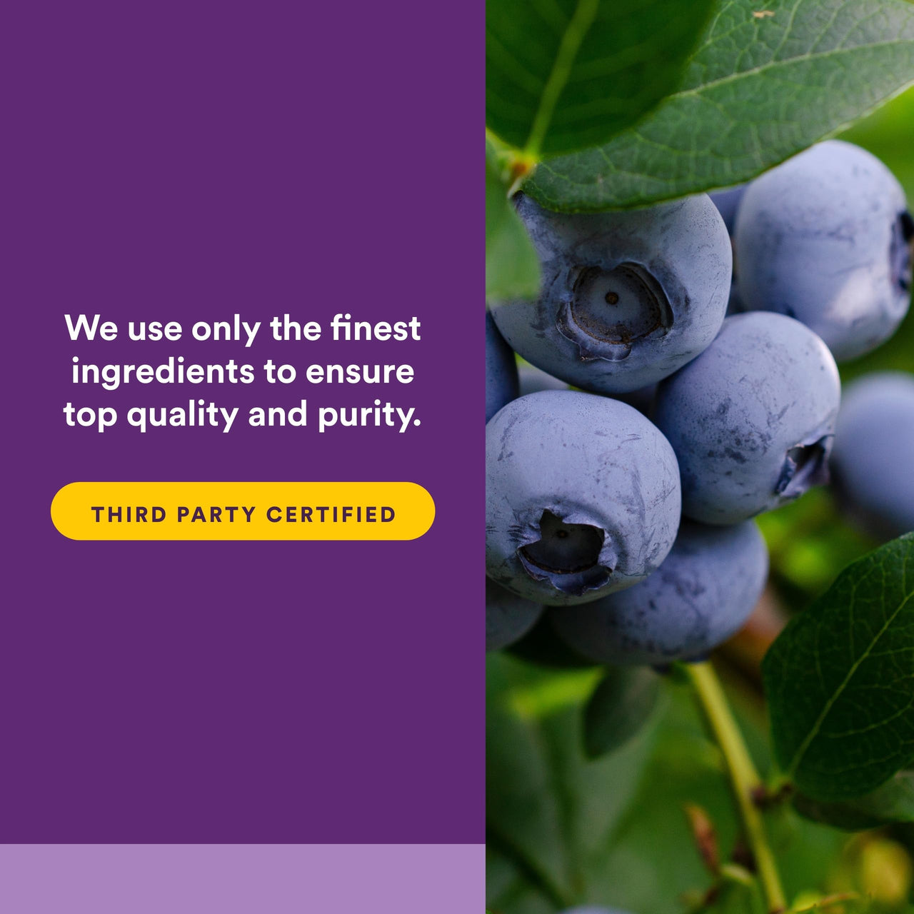 BlueRich by Natural Factors, Super Strength Blueberry Concentrate, Antioxidant Support for Overall Good Health, 90 Softgels