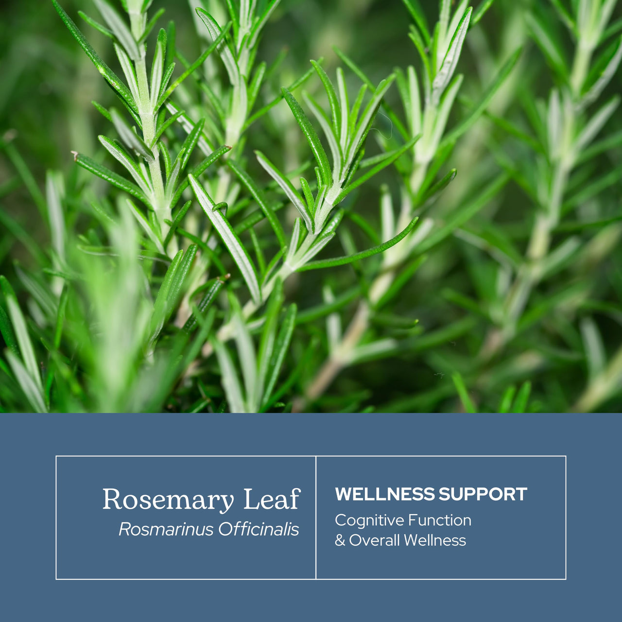 Eclectic Herb - Rosemary Capsules | Cognitive Support, Memory & Brain Health | Mood Support | Herbal Supplement | Vegan, Non-GMO, Gluten Free, Freeze-Dried (90 CT | 300 mg)
