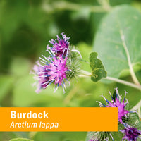 Thumbnail for Herb Pharm Burdock Blend Liquid Extract to Support Cleansing & Detoxifying - 4 Ounce