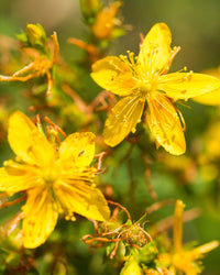 Thumbnail for Herb Pharm St. John's Wort Liquid Extract for Positive Mood and Emotional Balance, Cane Alcohol, 4 Ounce