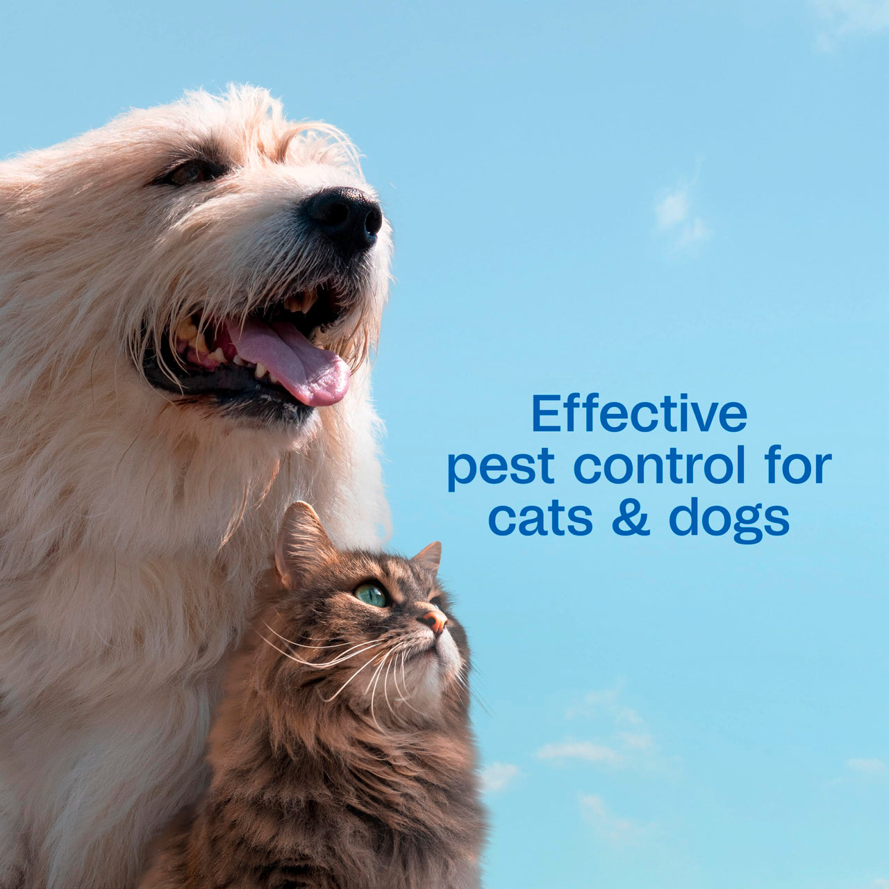 ADAMS Plus Flea & Tick Shampoo with Precor for Dogs, Cats, Puppies & Kittens, Flea Shampoo to Treat Flea Infestations, Kills Ticks, Fleas, Flea Eggs & Lice, Cleans and Conditions Coat, 12 Ounces