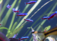 Thumbnail for Seachem Stability Fish Tank Stabilizer - For Freshwater and Marine Aquariums, 16.9 Fl Oz (Pack of 1)