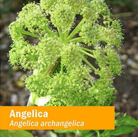 Thumbnail for Herb Pharm Certified Organic Angelica Root Liquid Extract for Digestive Support, 1 Fl Oz