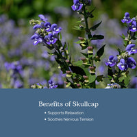 Thumbnail for Eclectic Herb - Skullcap Capsules | Natural Sleep, Calm & Relaxation Support | Herbal Supplement | Vegan, Non-GMO, Gluten Free, Raw, Freeze-Dried (90 CT | 350 mg)