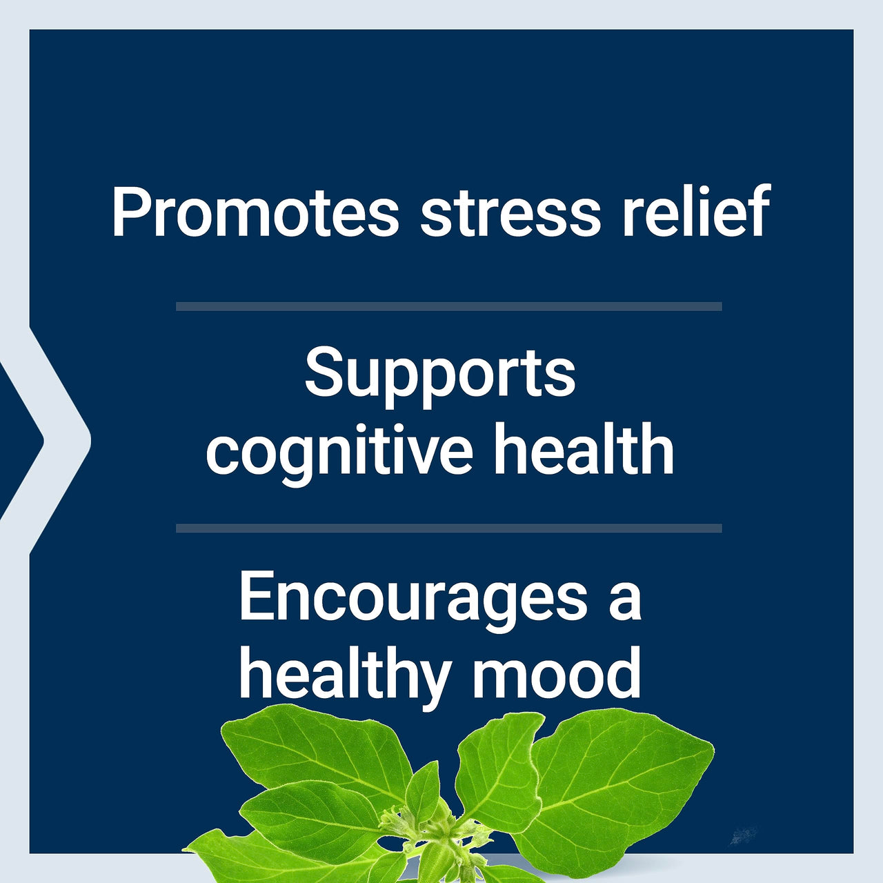 Life Extension Optimized Ashwagandha - Stress Management Supplement for a Healthy Stress Response, Focus, Memory, Stress Relief - Vegetarian, Gluten-Free, Non-GMO, 60 Capsules