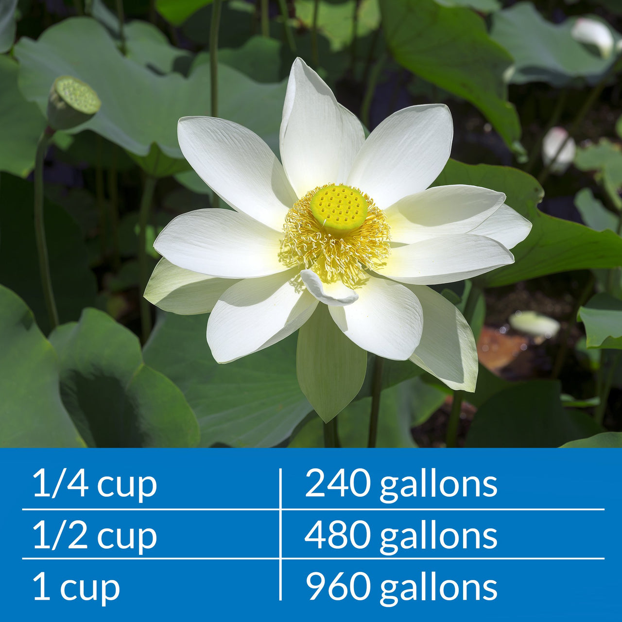 API POND AMMO-LOCK Ammonia detoxifier For Pond Water 16-Ounce Bottle