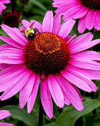 Thumbnail for Herb Pharm Super Echinacea® Liquid Extract: USDA Organic Immune Support for Year-Round | Fast-Absorbing Echinacea Tincture, 4 Plant-Part Blend: Root, Leaf, Flower & Seed | Up to ~6 Week Supply, 2 oz*