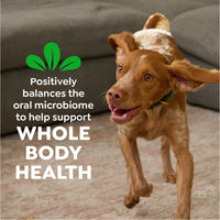 Thumbnail for Greenies Veterinarian-Recommended Adult Natural Dental Dog Treats Petite Size, Dog Dental Chews, Original Flavor, 12 oz. Pack, 20 Count