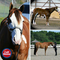 Thumbnail for Corona Hoof Dressing w/Brush, 6/32 oz