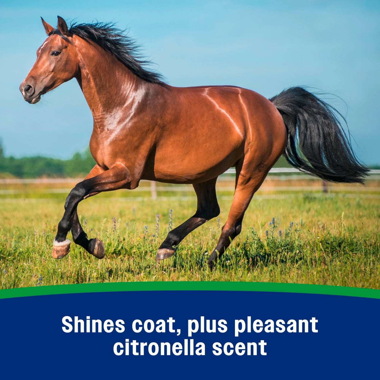 Farnam Wipe II Brand Horse Fly Spray with Citronella, Kills and Repels Flies, Conditions Coats, 32 oz