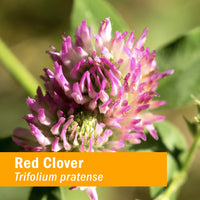 Thumbnail for Herb Pharm Certified Organic Red Clover Liquid Extract - 4 Ounce