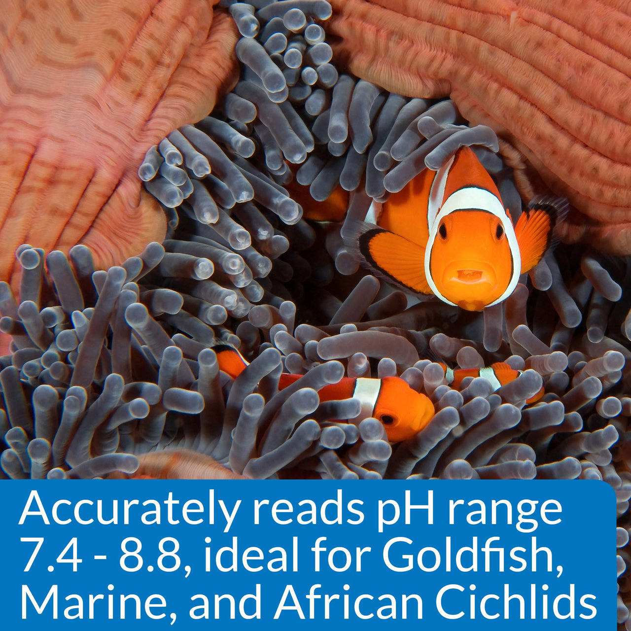 API HIGH RANGE PH TEST KIT 160-Test Freshwater and Saltwater Aquarium Water Test Kit