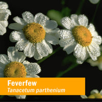 Thumbnail for Herb Pharm Certified Organic Feverfew Liquid Extract for Minor Pain Support - 4 Ounce