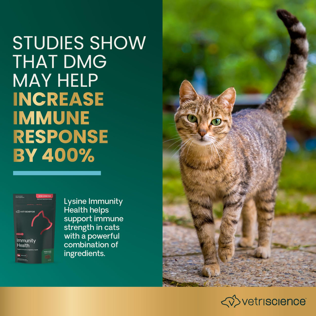 VetriScience Lysine Immunity Health Chews, 250 mg Immune Supplement for Cats and Kittens with Allergies, Sneezing, Runny Nose and Watery Eyes, Chicken, 90 Count