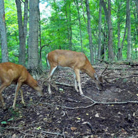 Thumbnail for Antler King Trophy Deer Mineral