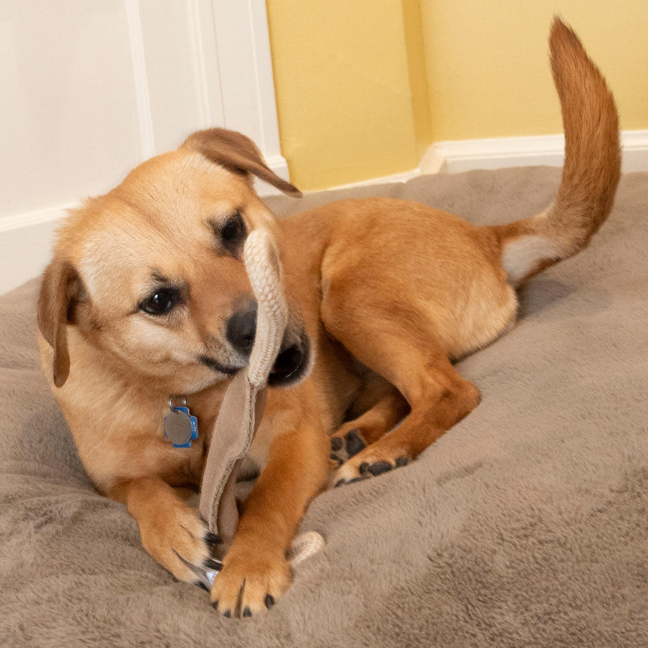 SPOT Dura-Fused Leather Bone Tug Dog Toy – Durable Real Leather & Jute Chew Toy with Double Rope Handles & Squeaker, For Moderate Chewers, 18in