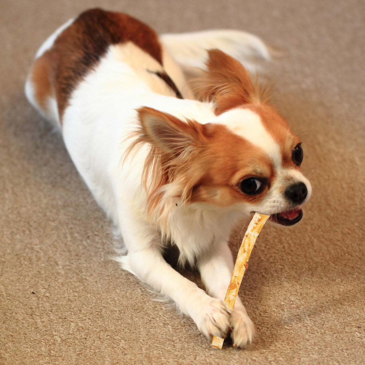 Fieldcrest Farms Nothin' to Hide Twist Stix, Chicken Flavor, Easily Digestible, Supports Skin, Coat, Joints & Muscles, for Moderate Chewers Under 15lbs, 50 Pieces