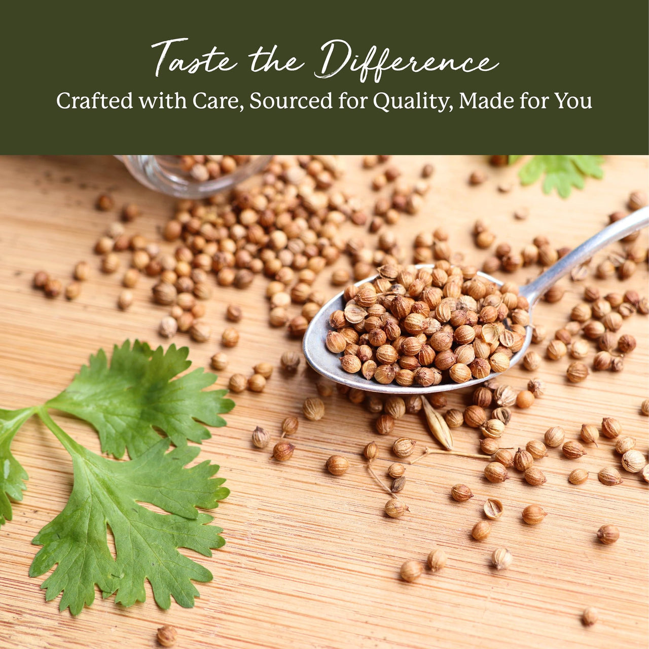 Starwest Botanicals Organic Coriander Seeds Whole - Seasoning Spice for Cooking, Pickling, Curry, & More, Dried Whole Seeds from the Cilantro Plant, Certified Kosher, Non-GMO - Bulk 1 lb Bag