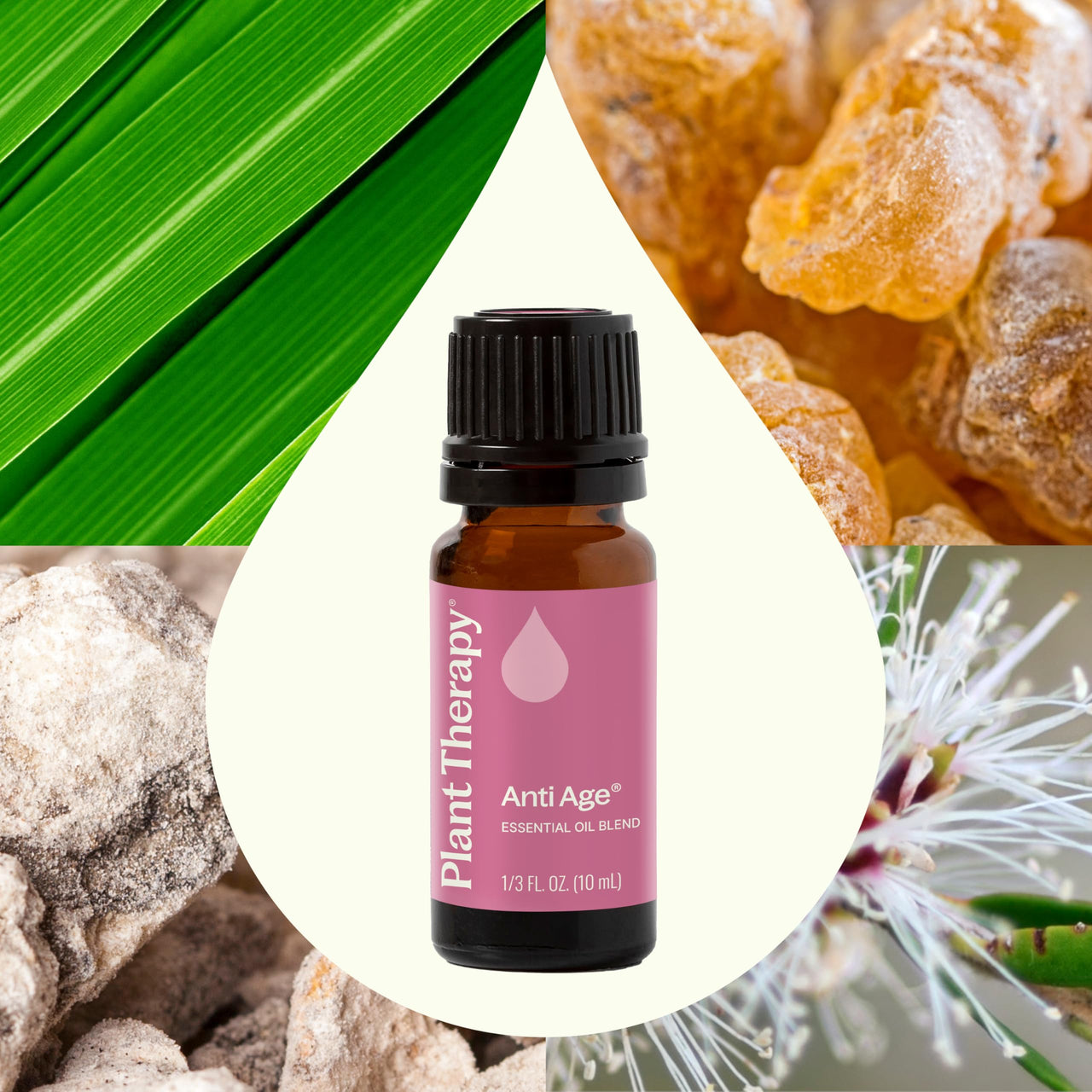 Plant Therapy Anti Age Essential Oil Blend 10 mL (1/3 oz) 100% Pure, Undiluted, for Fine Lines, Wrinkles, and Elasticity