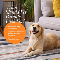 Thumbnail for Veterinary Formula Clinical Care Antiseptic and Antifungal Medicated Shampoo for Dogs & Cats, 16 Fl Oz – Helps Alleviate Scaly, Greasy, red Skin – Paraben, Dye, Soap-Free (1 Pack)