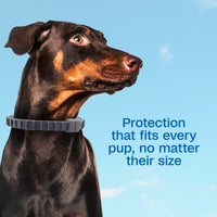Thumbnail for ADAMS Flea & Tick Collar for Dogs & Puppies, Flea Collar for 12 Month Prevention, Kills Fleas, Ticks & Repels Mosquitoes, Excluding California, One Size Fits All Dogs & Puppies, 2 Count