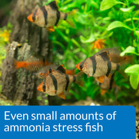 Thumbnail for API AMMONIA 130-Test Freshwater and Saltwater Aquarium Water Test Kit