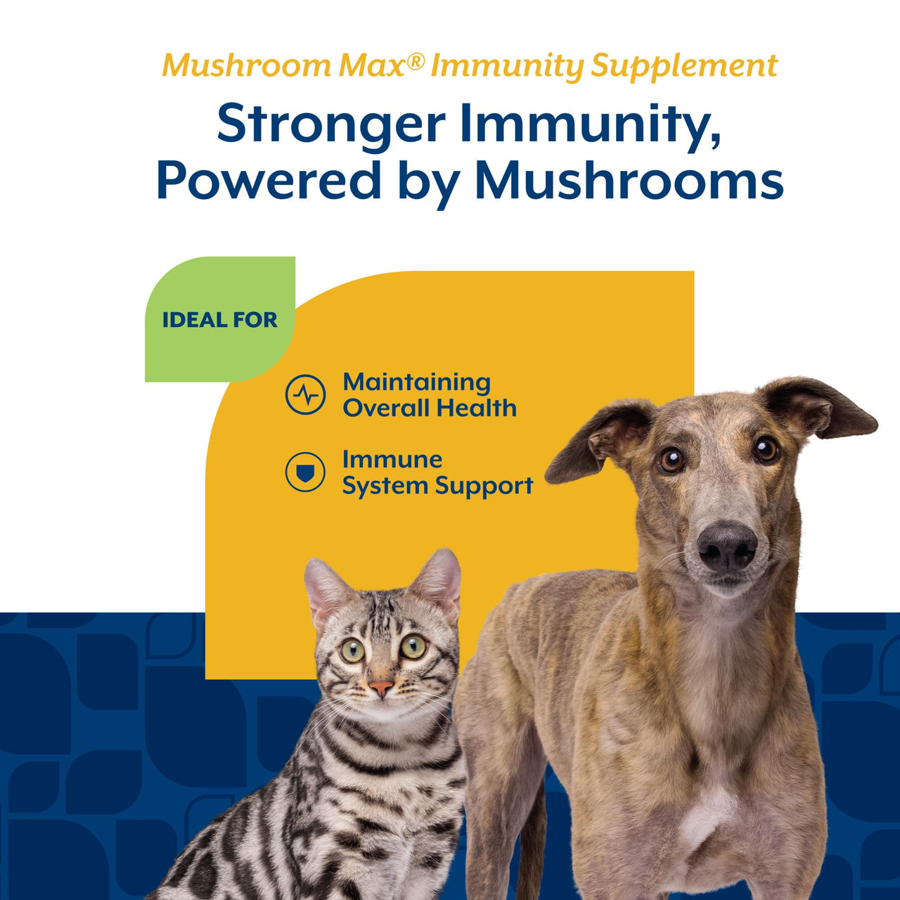 NaturVet Mushroom Max Advanced Immune Support Dog Supplement – Helps Strengthen Immunity, Overall Health for Dogs – Includes Shitake Mushrooms, Reishi, Turkey Tail – 60 Ct.