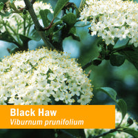 Thumbnail for Herb Pharm Certified Organic Black Haw Liquid Extract - 1 Ounce