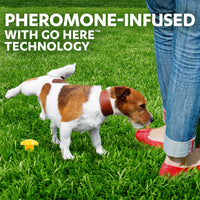 Thumbnail for Simple Solution Pee Post Outdoor Dog Training Aid, 13-Inch Pheromone Infused Yard Marking Stake for Puppy Potty Training, Housebreaking, Lawn and Garden Dog Pee Attractant, Reusable Potty Helper