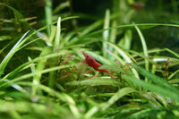 Thumbnail for Seachem Flourish Freshwater Plant Supplement - Aquarium Element and Nutrient Blend 100 ml, (Model: 515)