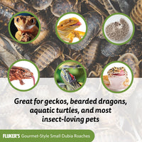 Thumbnail for Fluker's Gourmet Canned Food for Reptiles, Fish, Birds and Small Animals, Dubia Roaches, 1.2 oz