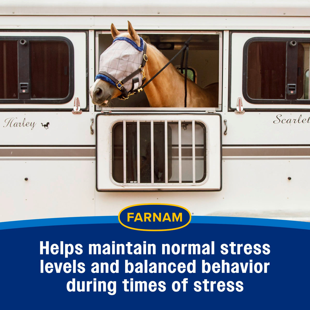 Farnam Quietex Show Calming & Focusing Paste for Horses, 30 cc Syringe, Show Safe Horse Calm Magnesium Supplement Paste, Help Manage Nervous Behavior, Focus, Keep Calm, Relaxed & Composed