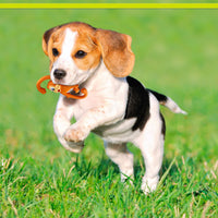 Thumbnail for PetSport Naturflex Monkey - Squeaky Latex Rubber Dog Toys, Interactive Play for Small & Medium Dogs, Puppy Toy with Squeaker, Soft & Durable Pet Product - 6