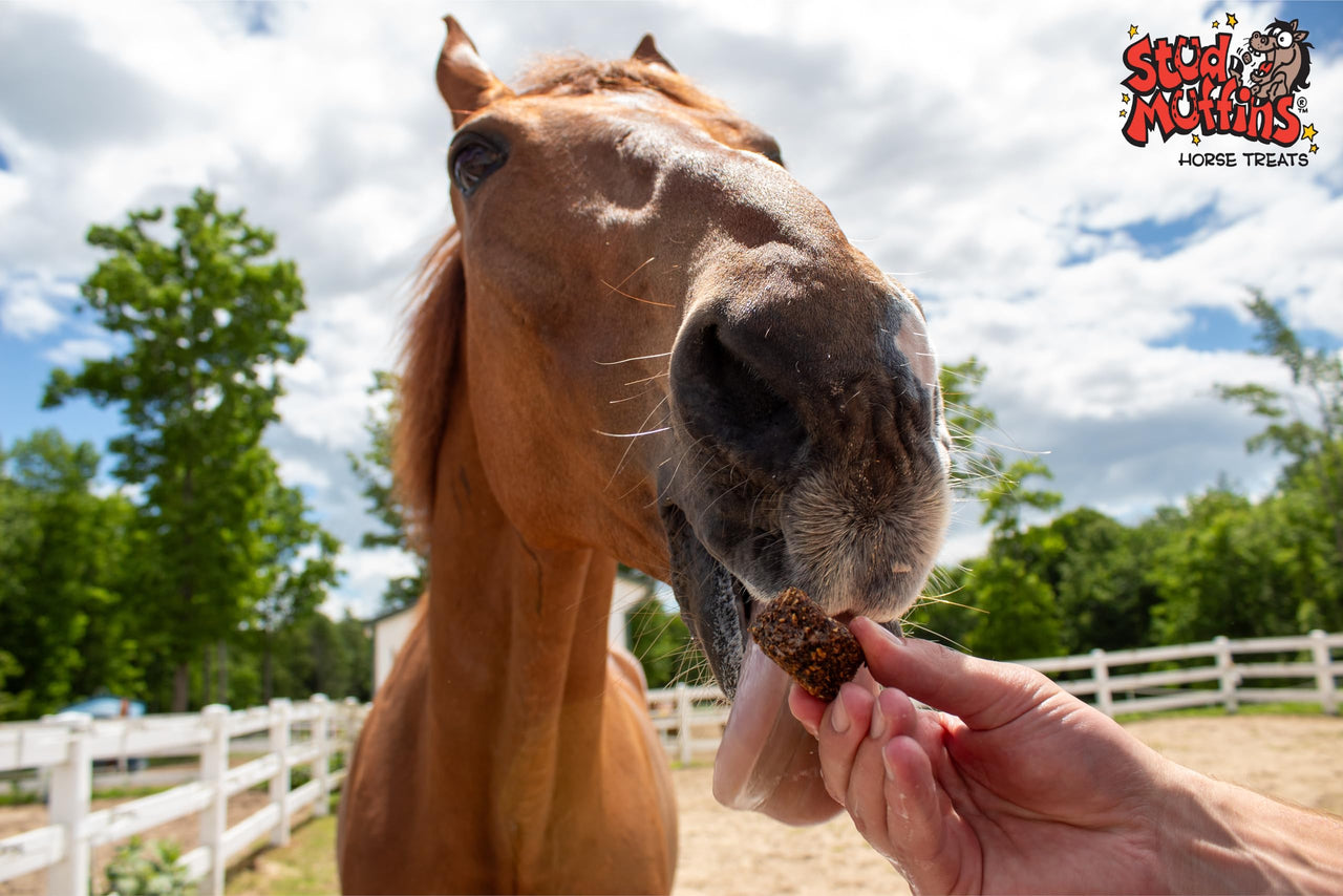 Stud Muffins S1045 Stud Muffins Slims Horse Treats, 45 Oz Bag