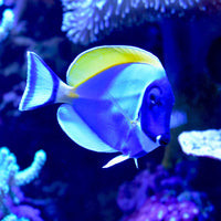 Thumbnail for Seachem Marine Buffer 250grams