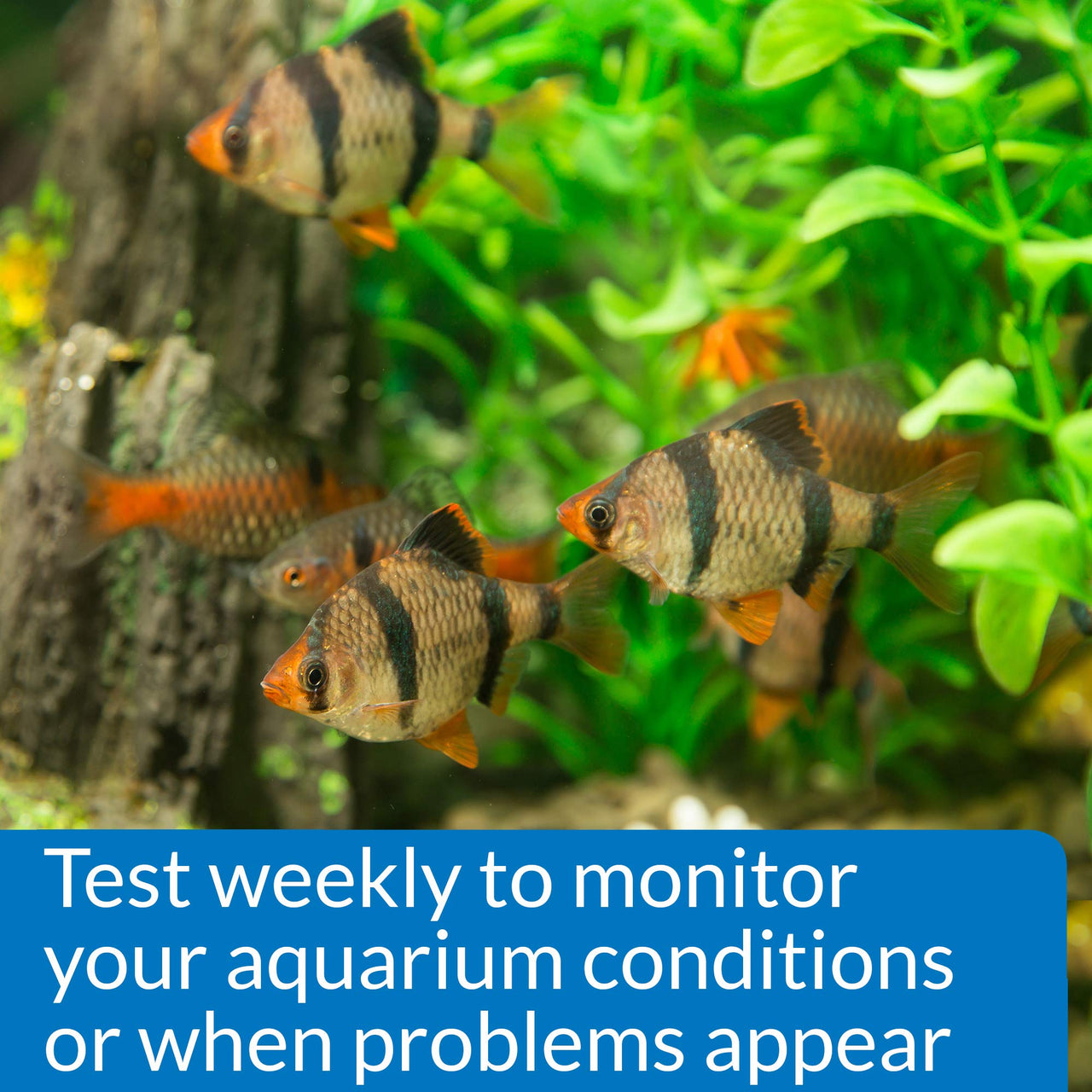 API Phosphate Test Kit For Freshwater And Saltwater, 64 OUNCES