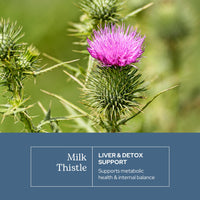 Thumbnail for Eclectic Herb - Premium Freeze Dried Milk Thistle Capsules | Silymarin Supplement | Liver Support, Detox, Cleanse + Maintain | Vegan, Natural, Non-GMO, Gluten Free (240 CT | 600 mg)